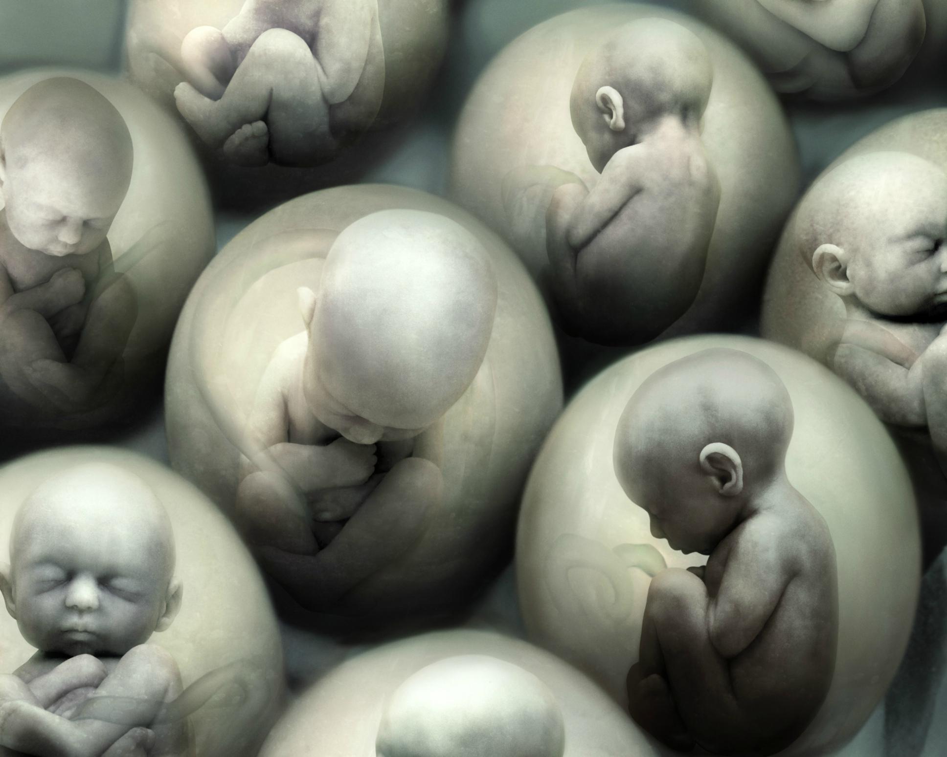 Точный клон. Клемирования человека. Клонирование человеческого эмбриона.